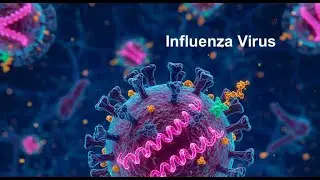 Influenza Virus [RNA, Enveloped, Negative Sense, Orthomyxoviridae]