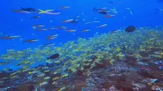 Diving in Una Una Island - Apollo Reef