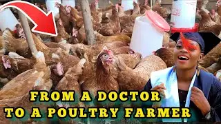 FROM BEING A DOCTOR TO A SUCCESSFUL PROUD CHICKEN FARMER IN KAMPALA UGANDA.  our evening routine 