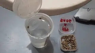 Water germing