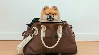 dog videos for dogs to watch #longvideo  #dog #dogs 