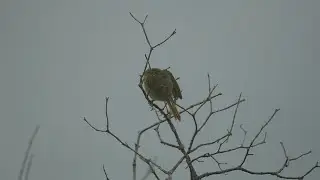 Common Yelllowthroat