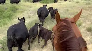 Registered Black Angus Cows for Sale 2025