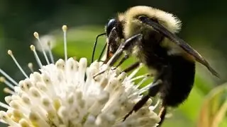 Flight of the Bumblebee - ScienceTake
