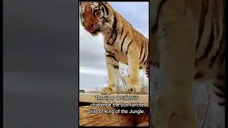 Tiger vs Lion Epic Battle 🐅🦁 | Wild Animal Fight #animals #lion #tiger #animalfight