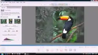 Basic photo editing in Picasa