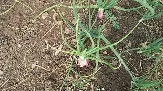 Farmhouse dekhiae viral video#