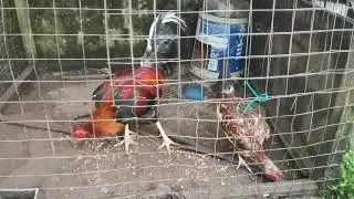 Manok breeding pen - Backyard breeder