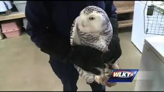Snowy owl rescued