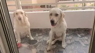 Labrador Chiklu & Candy waiting in balcony