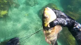 Auckland West coast spearfishing, 0.7m swell, great vis, sheltered area, wrasse, black snappers