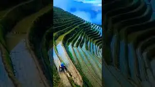 The beauty of Terrace farming 😍