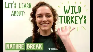 Nature Break - Wild Turkeys