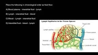 Blood plasma, lymph and interstitial fluid flows explained