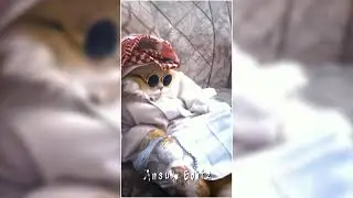 TIKTOK NEW TREND SONG 🐸👍||ALIGHT MOTION NEW XML FILE 🐼🔥||