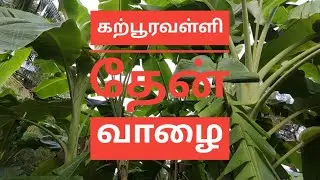 கற்பூரவள்ளி வாழை / தேன் வாழை வளர்ப்பு , தனிச்சிறப்பு மற்றும் சந்தை மதிப்பு | Banana Cultivation