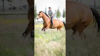 Neckrope for the first time with flam #horses #viralshort #liberty #neckrope