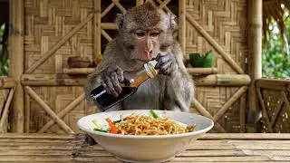 ASMR Monkey Chef: Cooking Noodles in a Hut, the Sounds Are Addictive!