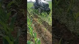 Weed control in maize fields by machines