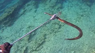 Spearfishing in Cyprus fistularia commersonii-bluespotted cornetfish-Αυλός|Spearfishing CY☑️