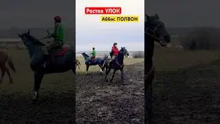 Ростов УЛОК #купкари #horse #лошади #улок #рек #топ #тренды #music