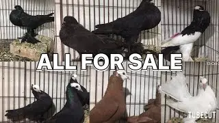 ALL FOR SALE KALLER SAYDEN CHOHA KHALSA SHAH G PEGION 03485987772 03079512892