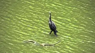 Oriental Darter Bird - Anhinga melanogaster