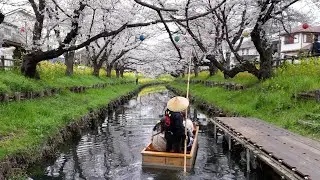 Japan Kanto Saitama Kawagoe Hikawa Shrine Shingashi River Civilian Love Sakura Cherry Blossom World