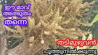 The entire mango tree is in bloom. WhatsApp number, 9061243509. .