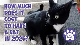 What's the REAL Cost of Owning a Cat in 2025?