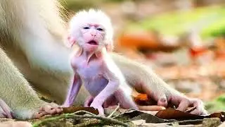 Adorable Just Newborn baby Monkey...