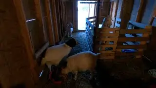 Homestead Morning Routine | Daily Chores & Country Living