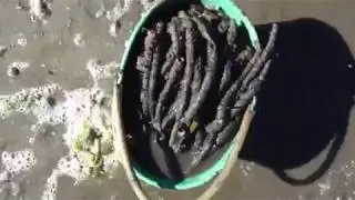 Apanha do casulo(isco para pesca)na ria de Aveiro,Part3.
