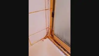 Port Orchard tile & grout shower renewal
