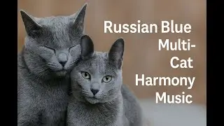Russian Blue Cat Harmony &ndash; Relaxing Music for Multi-Cat Homes (1 Hour)