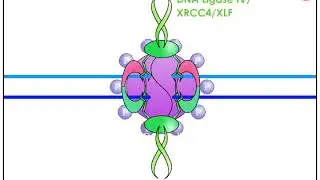 Two-Ended Double Strand Break Repair via NHEJ