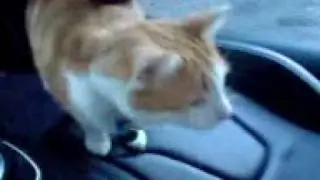 Jamie Cat in Jons Audi R8 - PASTY