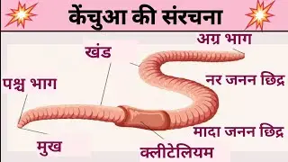 केंचुआ की नामांकित चित्र।। केंचुआ की नामांकन संरचना।।Earthworm diagram in Hindi. 
