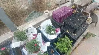 12th Plant nursery update - Repotting, container rotation, airlayering, Cats