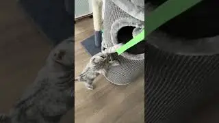 Playing baby kitten 😻 #shorts #kitten #playingcat #cat #cute #bsh #babykatze #share #sweetie