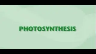 Photosynthesis | StudyJams