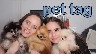 PET TAG - bebe pomeranci