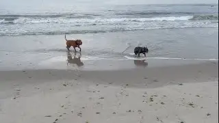 Dogs Workout on the Beach | Adventures & Antics of Indi (American Pitbull) & Burger (French Bulldog)