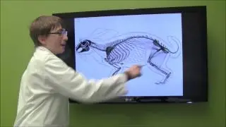 Algebra II Race of the Turtle and Hare