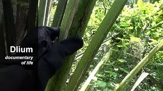 Gebang (Corypha utan) - part 2
