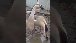 Гуси кубанские и легарт датский 6 месяцев