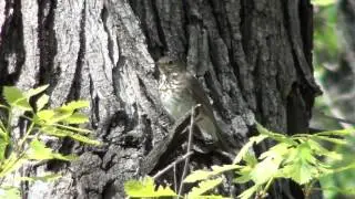 Gray-cheeked Thrush (Muscicapidae: Catharus minmus)