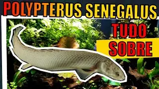 🔴POLYPTERUS SENEGALUS: TUDO SOBRE (COMO CUIDAR, LITRAGEM, TEMPERATURA, ALIMENTAÇÃO E +) |Mr. Betta|