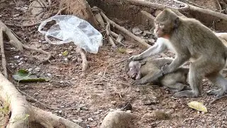 Baby Thona Aggressive Over Brave Can Warning Deep Hurt Baby Annie Cry Extreme Scared Run Escaped.