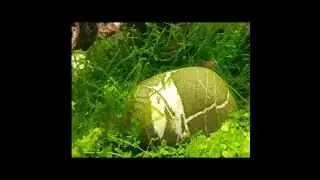 Shrimp Tank Relaxation Video #shorts #short